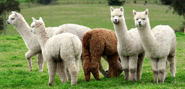 Alpaca1.jpg