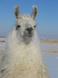 Llama 1.jpg