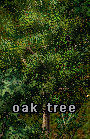 oak tree.jpg