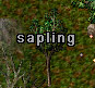 sapling.jpg