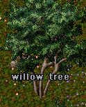willow tree.jpg