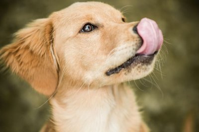 Dog-licking-lips-GettyImages-510835832-587e47285f9b584db3d011a6.jpg