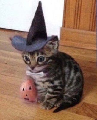 Wizard Cat.jpg