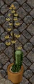 Tall flowering cactus.jpg