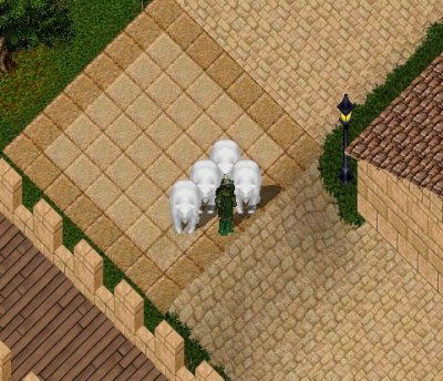 Bears 01.jpg