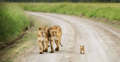 Animal-Parents-3.jpg