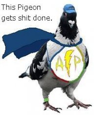 Actionpigeon