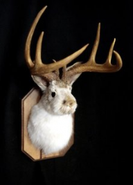 Jackalope