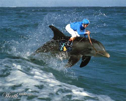 dolphin-racing-.jpg