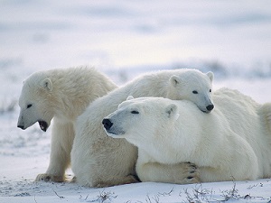 wallpapers-polar-bears-1600.jpg