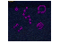 Untitled.png