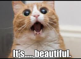 cat beautiful.png