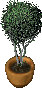 Large_Tree.png