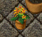 PLANTS-3.png