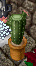 PLANTS-4.png